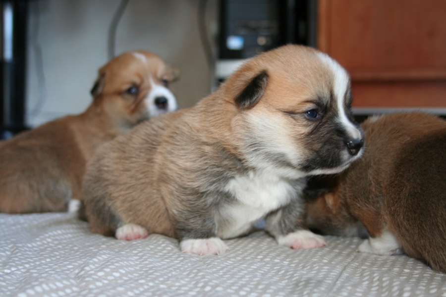 Puppies